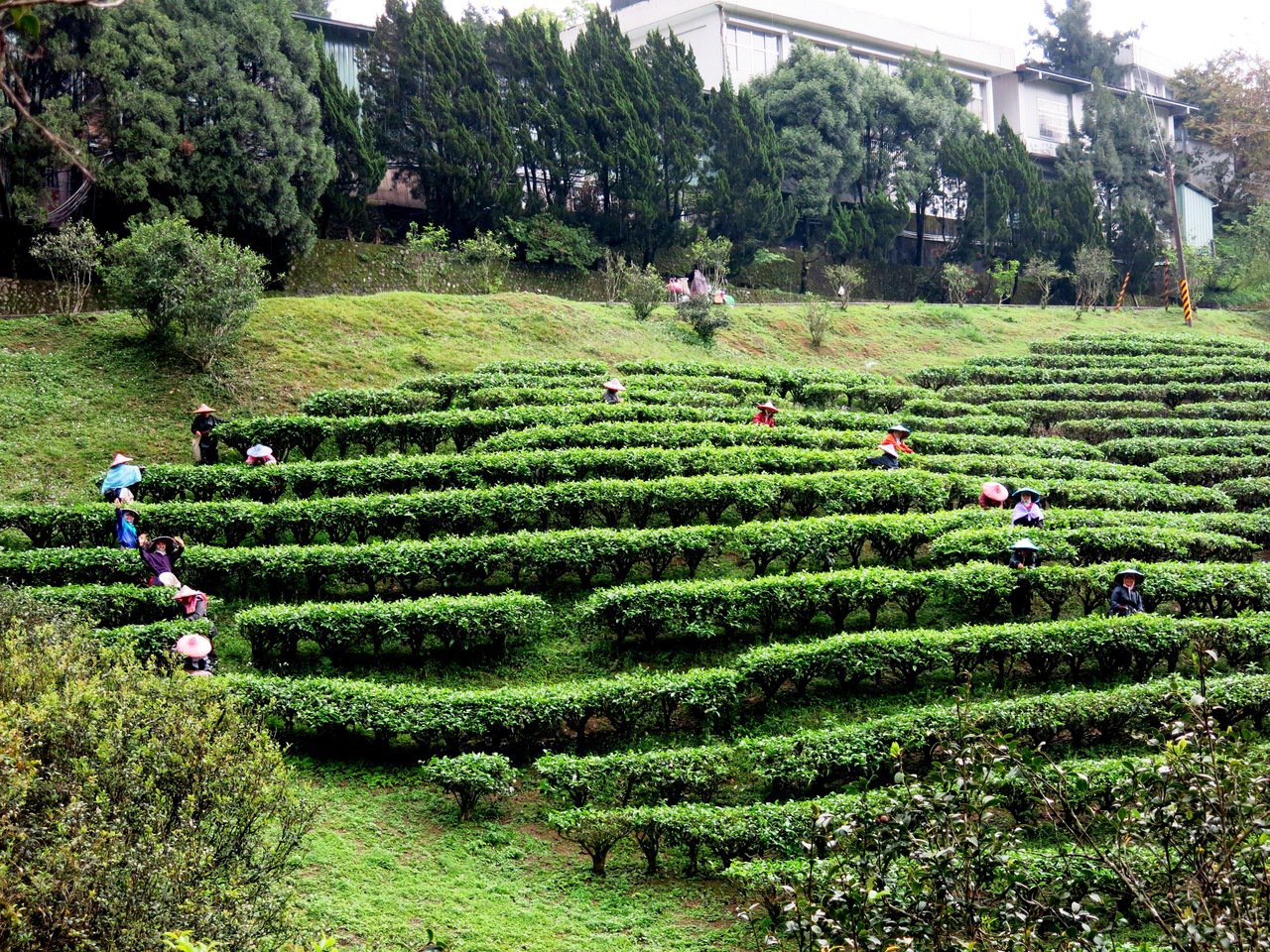 台湾红茶故乡，鱼池茶区日月老茶厂见证台湾茶叶百年历史