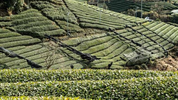 大吉岭 阿萨姆 尼尔吉利 锡兰红茶 认识世界知名产茶区及茶叶风味特色