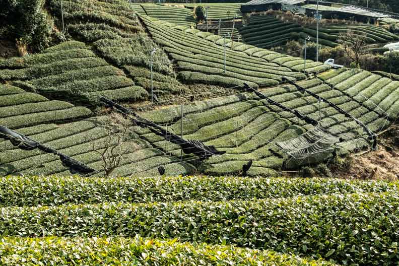 大吉岭 阿萨姆 尼尔吉利 锡兰红茶 认识世界知名产茶区及茶叶风味特色