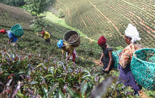 爱喝茶，却不会快速判断区分辨别茶的好坏？