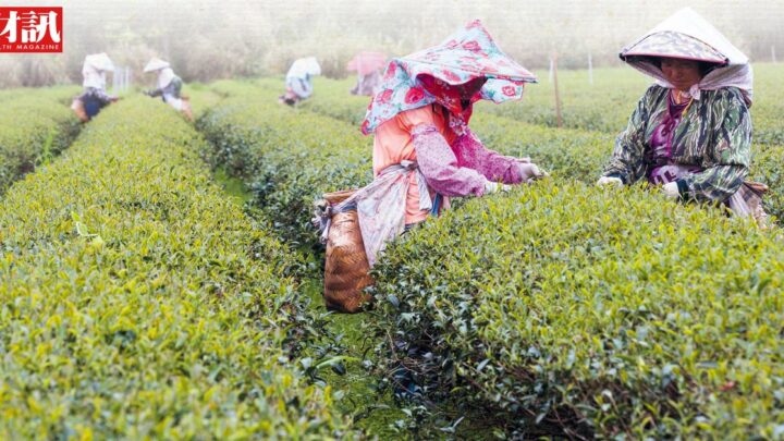 认识台湾膨风东方美人茶:小绿叶蝉带来的风味与奇蹟